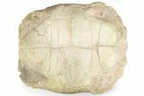 Inflated Fossil Tortoise (Stylemys) - South Dakota #227425-2